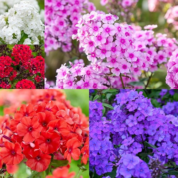 1000+ Creeping Phlox Seeds for Planting - Bright Mixed Phlox Seeds Creeping Perennial Ground Cover Plants - Annual Flower for Home and Garden