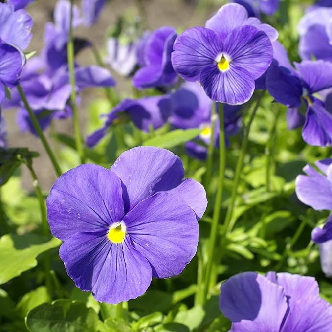 Outsidepride Light Blue Viola Pansy Seeds for Planting - 1,000 Pcs. Biennials, Trailing, Cold-Hardy & Pollinator Friendly Flowers with Fragrant Blooms for Garden Beds, Borders & Container Displays