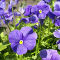 Outsidepride Light Blue Viola Pansy Seeds for Planting - 1,000 Pcs. Biennials, Trailing, Cold-Hardy & Pollinator Friendly Flowers with Fragrant Blooms for Garden Beds, Borders & Container Displays