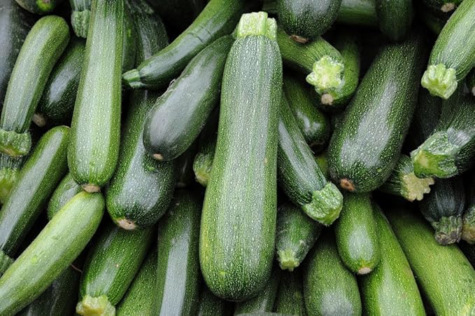 CEMEHA SEEDS - Seeds Green Zucchini Courgette Squash Tsukesha Non GMO Vegetable for Planting