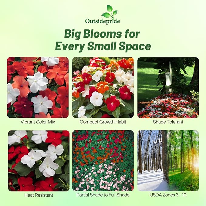 Outsidepride Xtreme Hot Mix Impatiens Flower Seeds - 150 Pcs Annual, Compact & Pollinator Friendly, Impatiens Seeds for Planting w/Vibrant, Abundant Blooms for Shade Gardens & Container Displays