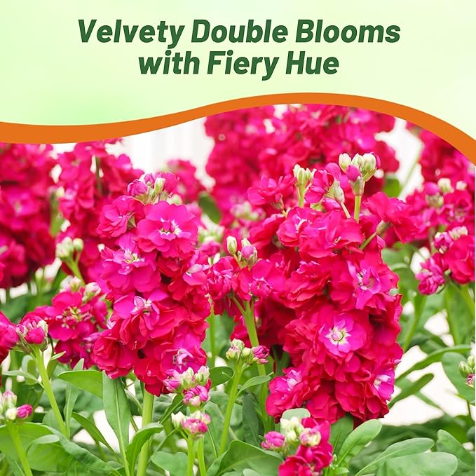 Outsidepride Ten Week Crimson Mattiola Stock Seeds - 1000 Pcs Annual Flower Seeds for Planting with Fragrant Blooms That Attract Pollinators, Compact Growth, for Cut Flower Arrangements & Containers