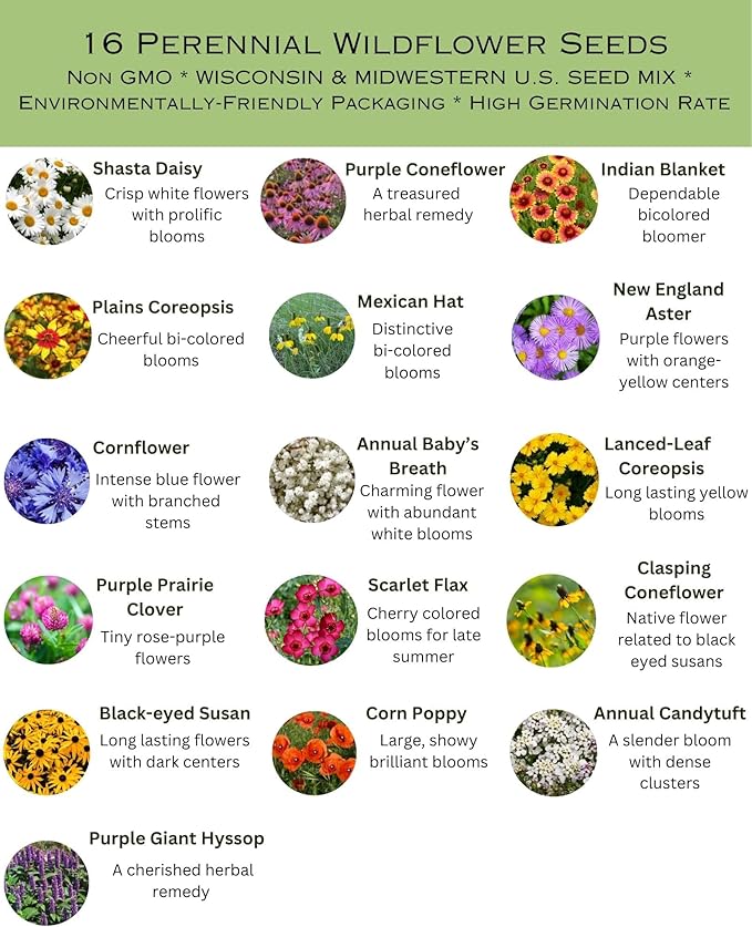 Wisconsin Bulk Perennial Wildflower Seed Mix 1lb Covers 2,000sq-ft - Attract Pollinators, Multi-Color Blooms - Midwest US Species Plant in Spring/Fall - Earth-Friendly Packaging (1/2 Pound)