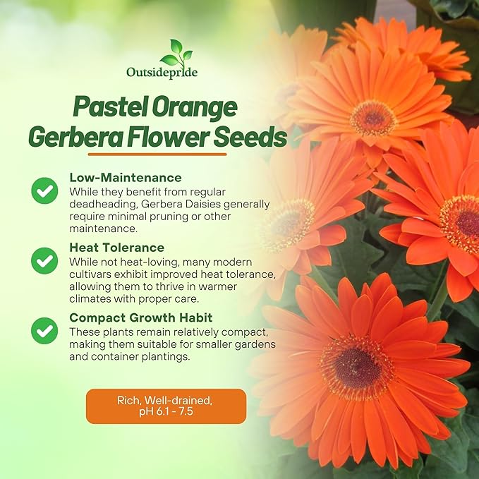 Outsidepride Pastel Orange Gerbera Seeds - 20 Pcs Perennial, Compact & Low Maintenance, Flower Seeds for Planting w/Vibrant Orange Blooms, Ideal for Garden Landscaping & Cut Flower Arrangements