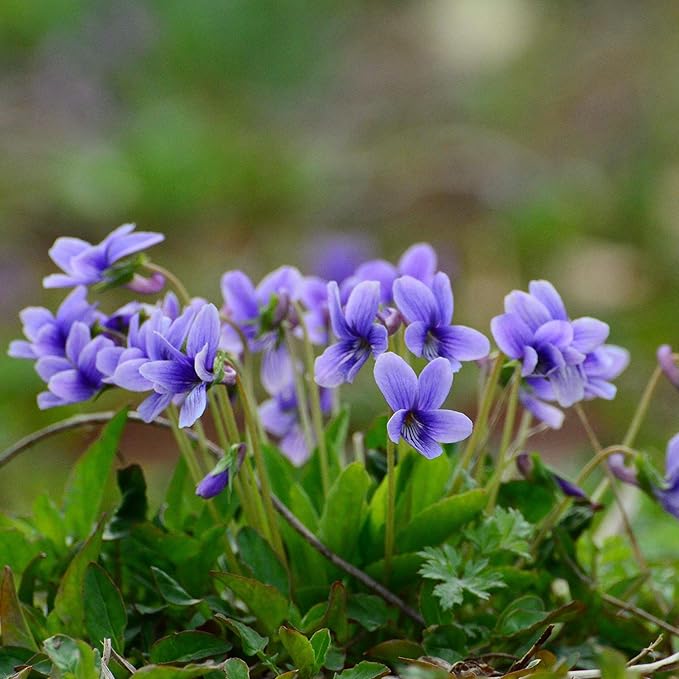 Mix Violet Flower Seeds, 1000pcs Perennial Sweet Viola Seeds Plants, Non-GMO Heirloom Rare Beauty Home Garden Blooming Flowers Plants for Outdoors Indoors