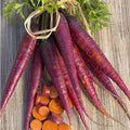 Purple Carrot Garden Seeds - 1 Oz ~20,000 Seeds - Heirloom, Non-GMO, Vegetable Garden & Microgreens Seed