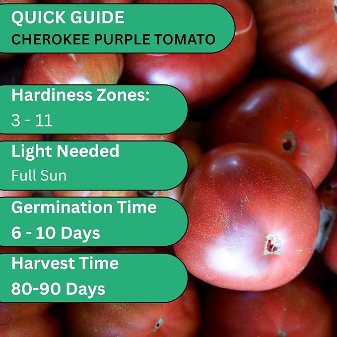 Woods Creek Seeds: Cherokee Purple Tomato Seeds for Planting - Heirloom Tomato Seeds for Planting Outdoors, Indoors, Patio or Home Plant Garden - Non-GMO Seed Pack of Indeterminate Slicing Tomatoes
