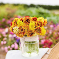 Eden Brothers Blanket Flower Seeds - Sundance