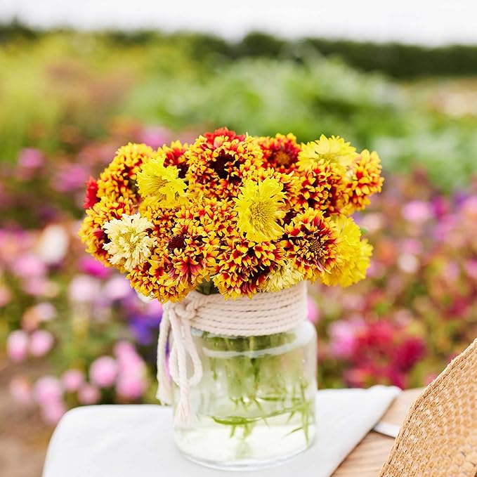 Eden Brothers Blanket Flower Seeds - Sundance