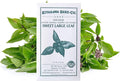 Basil Seeds - Thai Sweet Large Leaf -1 g Packet ~600 Seeds - Non-GMO, Heirloom - Microgreens & Asian Herb Gardening