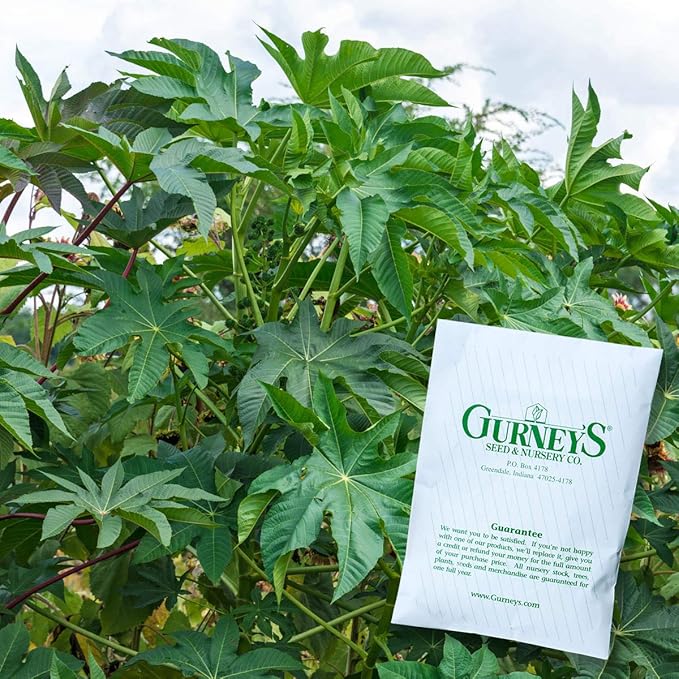 Castor Bean Seeds - Add a Fast-Growing Tropical Feel to your Yard - 10 Seeds per Packet