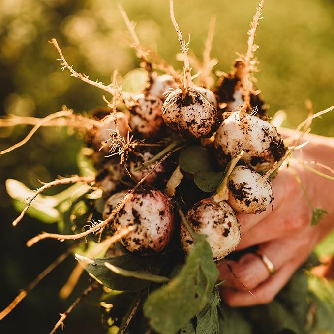 Sparkler White Tip Radish - 150 Seeds - Heirloom Radish Variety, Easy-to-Grow & Fast-Growing, Non-GMO Radish Seeds for Planting Indoors or Outdoors in a Home Garden, Thresh Seed Company