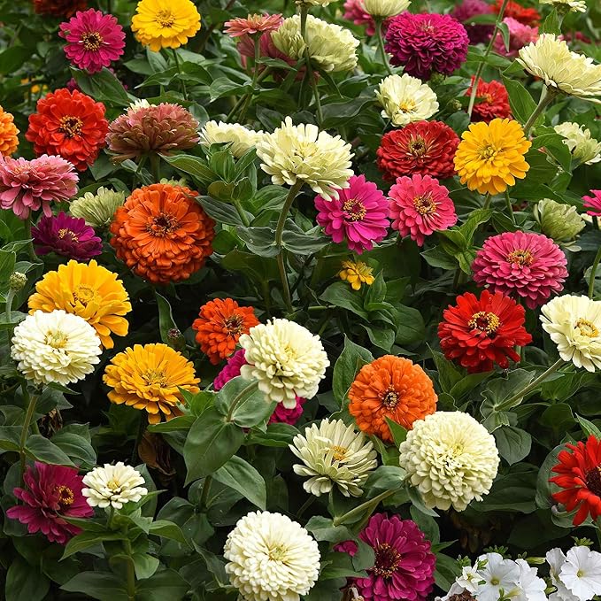 Eden Brothers Zinnia Seeds - State Fair Mix, Non-GMO Seeds for Planting, Packet | Low-Maintenance Flower Seeds, Plant During Spring, Zones 3, 4, 5, 6, 7, 8, 9, 10
