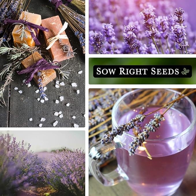 Sow Right Seeds - English Lavender Seeds for Planting - Non-GMO Heirloom Packet with Instructions to Grow Beautiful Indoor or Outdoor Herb Garden - Attract Pollinators - Perennial Purple Blooms (3)