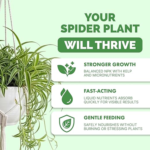 Spider Plant Fertilizer – Liquid Plant Food for Longer Runners, Greener Leaves & Healthy New Growth, 8 oz