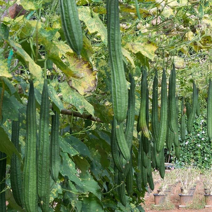 NYGardenia 20 Ridged Sponge Gourd Seeds – Angled Luffa Heirloom Vegetable for Home Gardens, Non-GMO and Easy to Grow