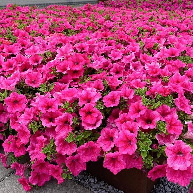 100 Petunia Seeds Easy to Grow Hanging Basket Flower for Planting Garden Home Garden Balcony Pink Flowers Seeds