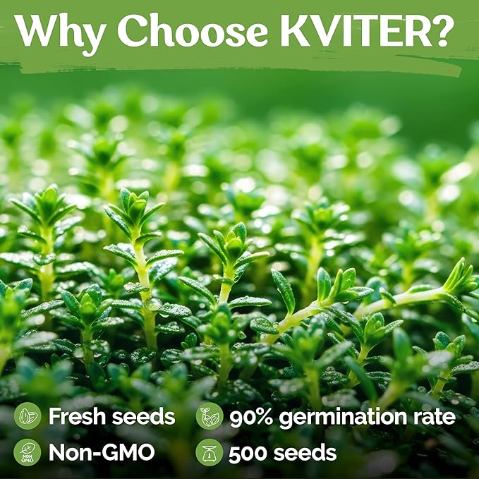 KVITER 500 Lemon Thyme Seeds for Planting (Thymus Pulegioides) – Wild Creeping Thyme Seeds Ground Cover, Aromatic & Drought-Tolerant Herbaceous Flower – Ideal for Walls, Fences & Herb Garden