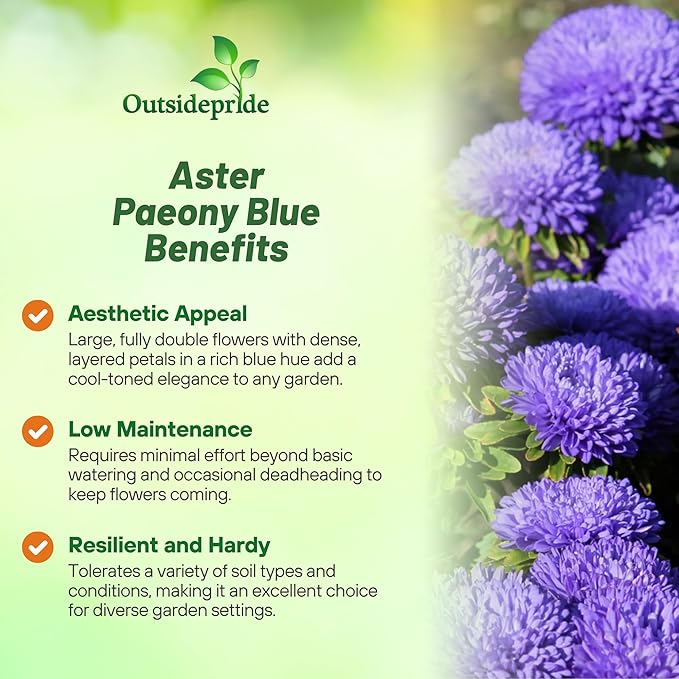 Outsidepride Paeony Aster Seeds - 2,000 Pcs Annual, Hardy & Pollinator Friendly Flower Seeds for Planting Vibrant Double Incurved Dark Blue Petals, Ideal for Meadows & Aesthetic Gardens