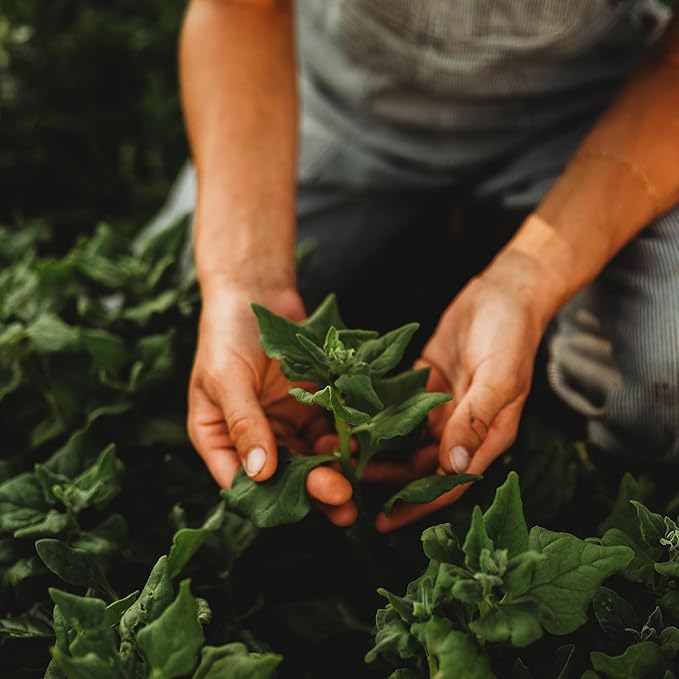 New Zealand Spinach - 50 Seeds - Heirloom Spinach Variety, Heat-Tolerant Spinach, Non-GMO Vegetable Seeds for Planting Outdoors in The Home Garden, Thresh Seed Company
