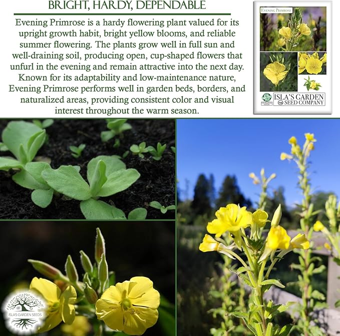 Evening Primrose Mix Flower Seeds (Oenothera lamarckiana) – 1500+ Heirloom Seeds per Packet, by Isla’s Garden Seeds, Bright Yellow Night-Blooming Flowers for Home Gardens, Borders & Naturalized Areas