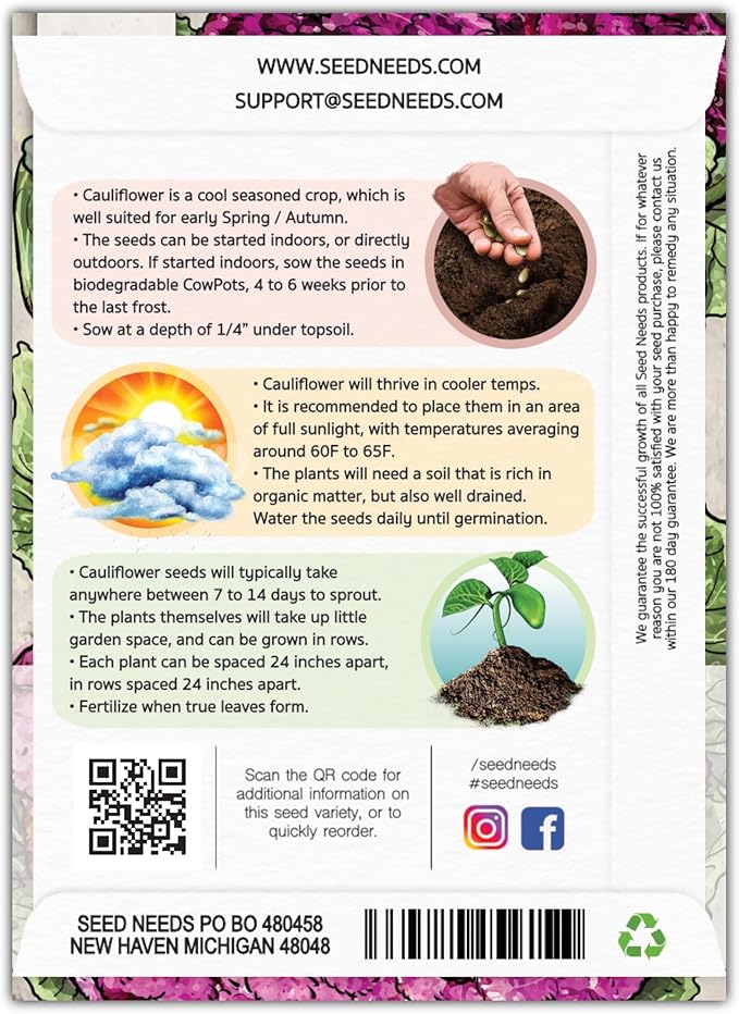 Seed Needs, Purple Sicily Cauliflower Seeds - 100 Heirloom Seeds for Planting Brassica oleracea botrytis - Non-GMO & Untreated for an Outdoor Garden (5 Packs)