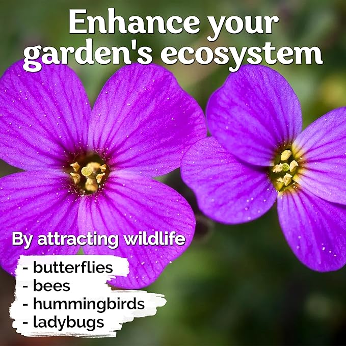 KVITER 1,000 Purple Rock Cress Seeds Perennial (Aubrieta deltoidea) - Aubrieta Seed, Lilacbush, Non-GMO & Organic Ground Cover Seed - Ideal Flower Seeds for Planting in Beds, Rock Garden & Walls