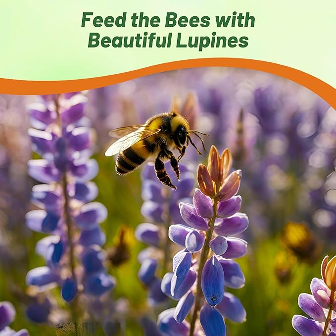Outsidepride Wild Blue Perennial Lupine Seeds - 500 Pcs. Self-Sowing, Cold Hardy & Frost Tolerant Wildflower Seeds for Fall Planting, Ideal for Attracting Pollinators & Hummingbirds