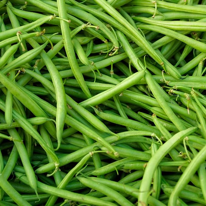 Park Seed Organic Derby Bush Green Bean Seeds – AAS Winner, High Yield 18-Inch Plants, Straight 7-Inch Pods, Disease Resistant, Easy to Harvest and Preserve for Home Gardens – Pack of 100 Seeds
