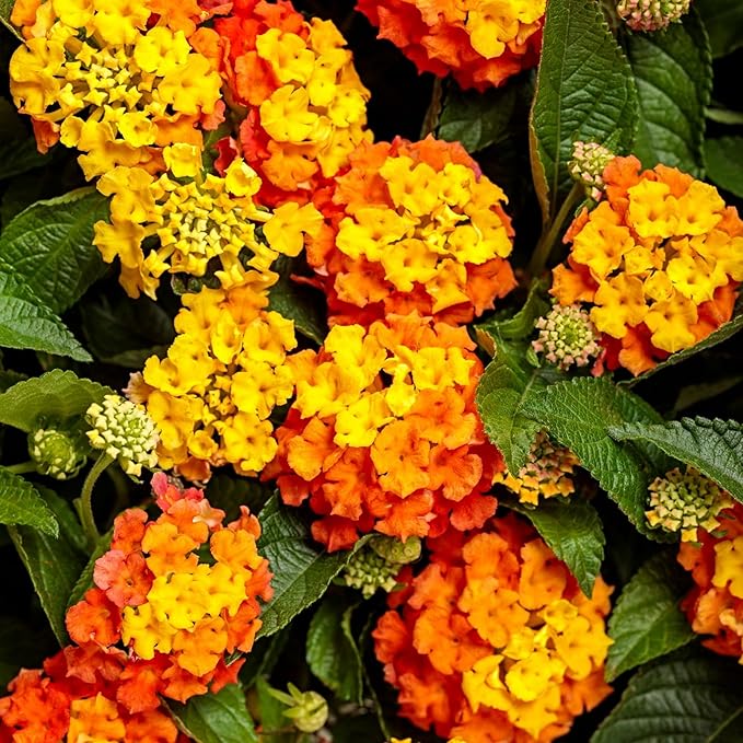 Lantana Flower Seeds for Planting - 300+ Mixed Color Flower Seeds to Plant Great for Hummingbirds and Butterflies