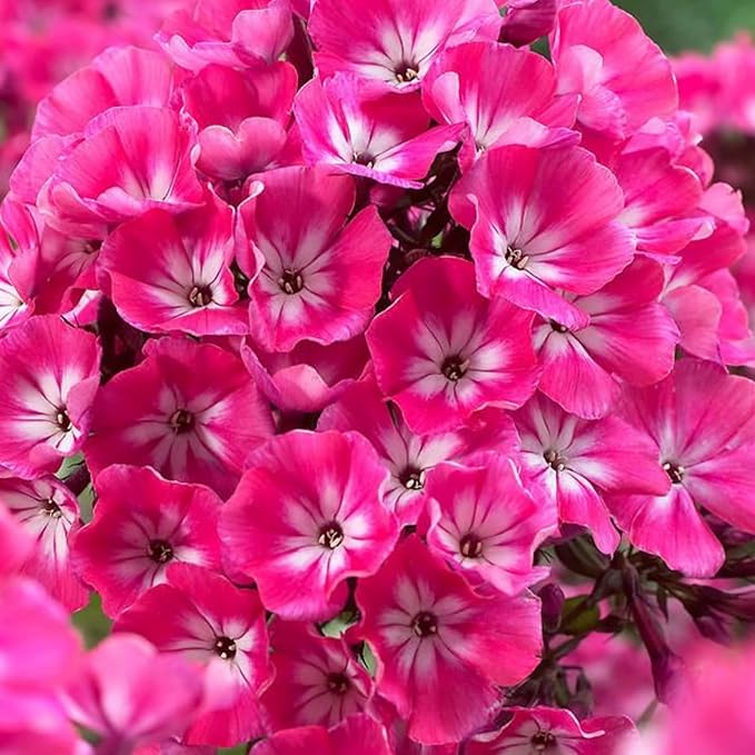 1000+ Phlox Seeds for Planting - Phlox Popstars Seeds Perennial Ground Cover Plants- Annual Flower for Home Garden