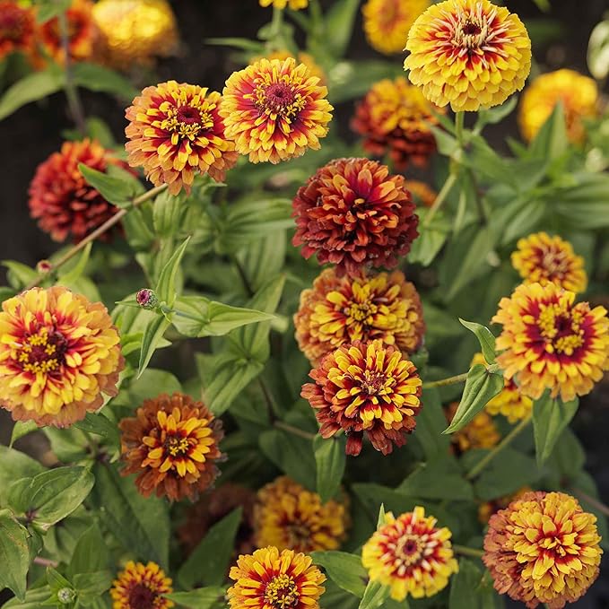 Eden Brothers Zinnia Seeds - Macarenia