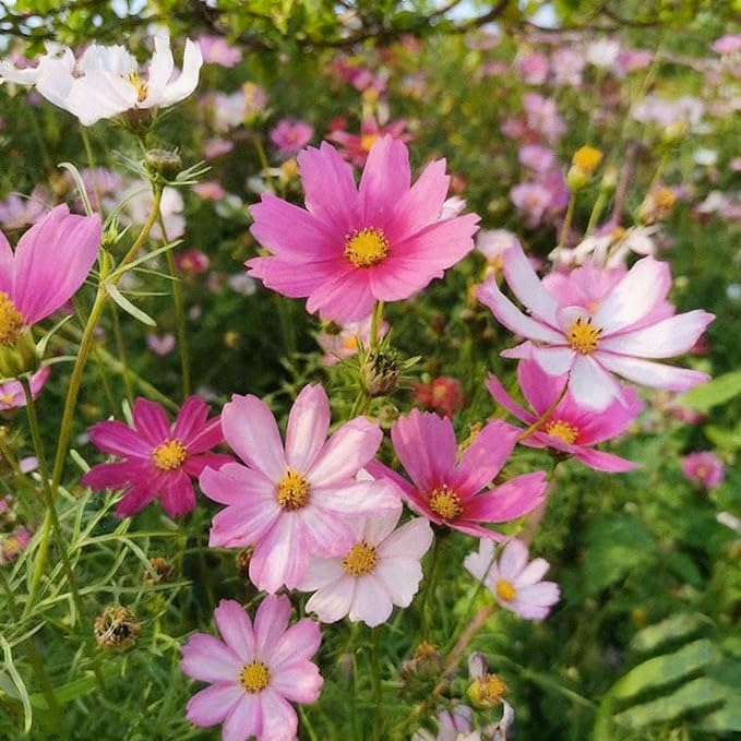 300+ Cosmos Flower Seeds for Planting, Mixed Color Egg Tart Cosmos Seed, Non-GMO Heirloom Cosmos Flower Seeds for Home Garden Outdoor