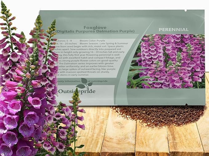Outsidepride Digitalis Purpurea Dalmatian Purple Foxglove Seeds – 50 Pcs Perennial, Prolific, Tall Growing Flower Seeds with Pollinator-Friendly Blooms for Shaded Gardens & Outdoor Landscapes