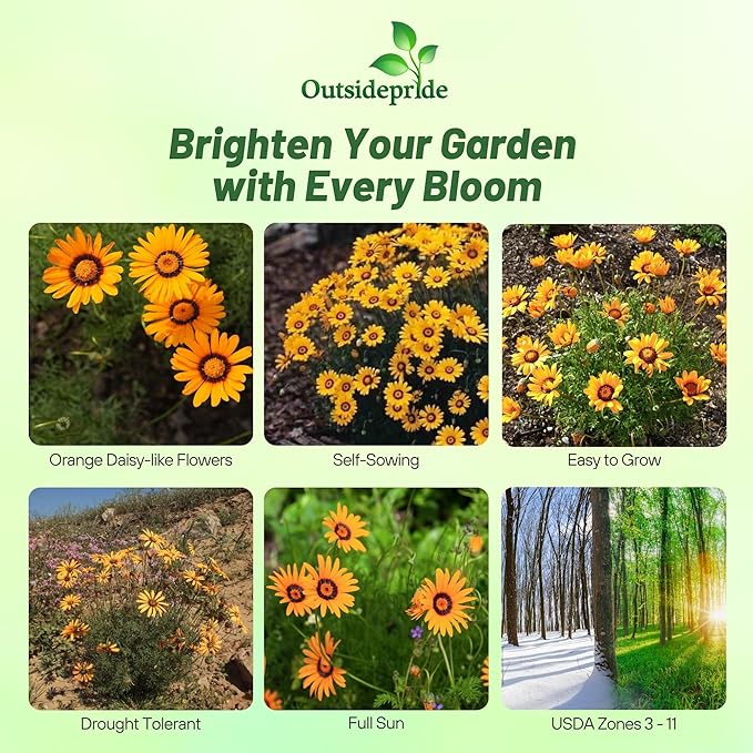 Outsidepride 2000 Seeds Annual Ursinia Anthemoides Orange Flower Seeds for Planting