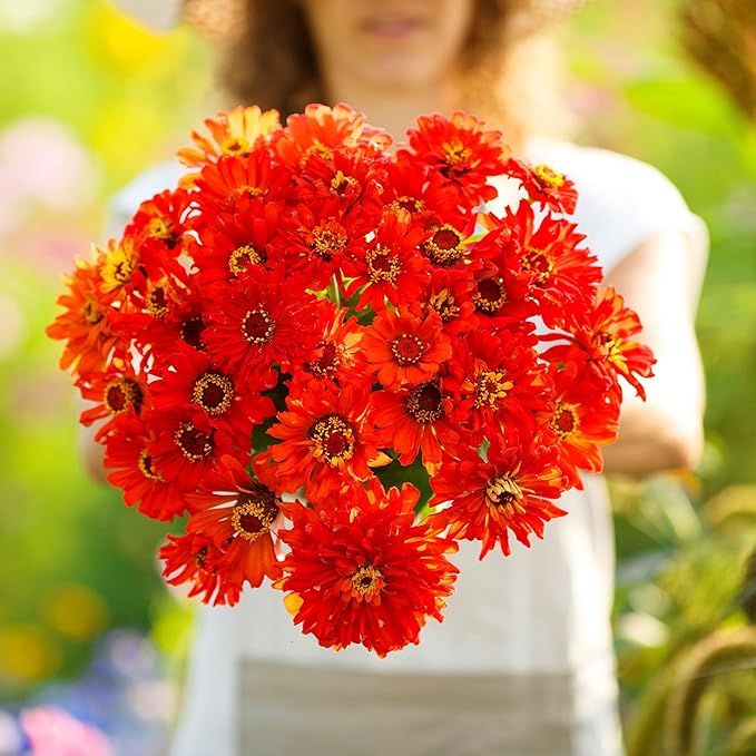 Eden Brothers Zinnia Seeds - Super Cactus Redman, Non-GMO Seeds for Planting, 1 oz | Low-Maintenance Flower Seeds, Plant During Spring, Zones 3, 4, 5, 6, 7, 8, 9, 10