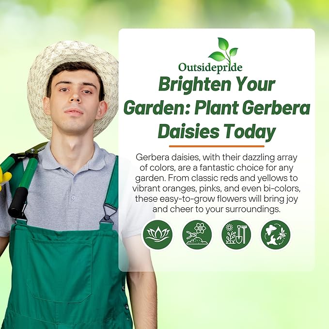 Outsidepride Revolution Select Mix Gerbera Seeds - 10 Pcs Perennial, Compact & Low Maintenance, Flower Seeds for Planting w/Vibrant Blooms, Ideal for Garden Landscaping & Cut Flower Arrangements