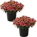 Live Flowering Osteospermum Plant - Copper Amethyst (2 Plants Per Pack), Beautiful African Daisies, Early Spring Color, 12" Tall by 5" Wide in 1 Qt Pot