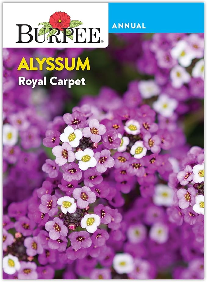 Burpee Royal Carpet Alyssum Seeds - Fragrant Purple Ground Cover