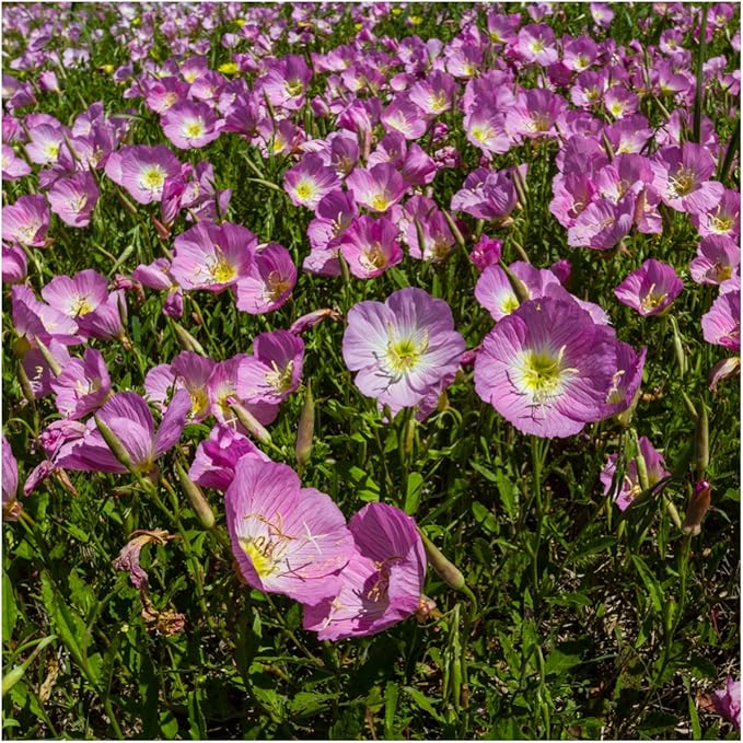 Seed Needs Texas Oklahoma Region Wildflower Seeds | 2 Ounce 30,000+ Seeds 22 Annual Perennial Species Open Pollinated | Bulk Mixed Flowering Seed Mixed Color Blooms Regional Variety