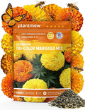 Tri-Color Marigold Seeds for Planting | 15,000+ Heirloom French Marigold Flower Seeds | Non-GMO, High Germination, USA Grown for Outdoor Gardens & Borders