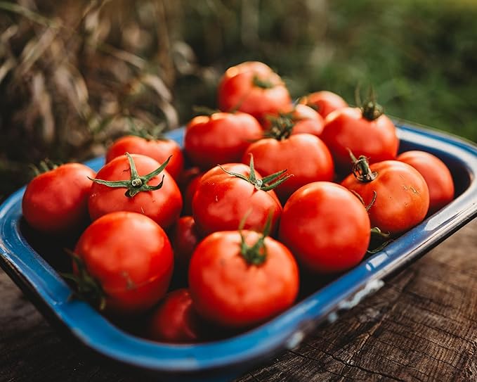 Oregon Spring Tomato - 50 Seeds - Rare Heirloom Tomato, Parthenocarpic Tomato Variety, Great for Greenhouses, Non-GMO, Heirloom Tomato Seeds for Planting in The Home Garden, Thresh Seed Company