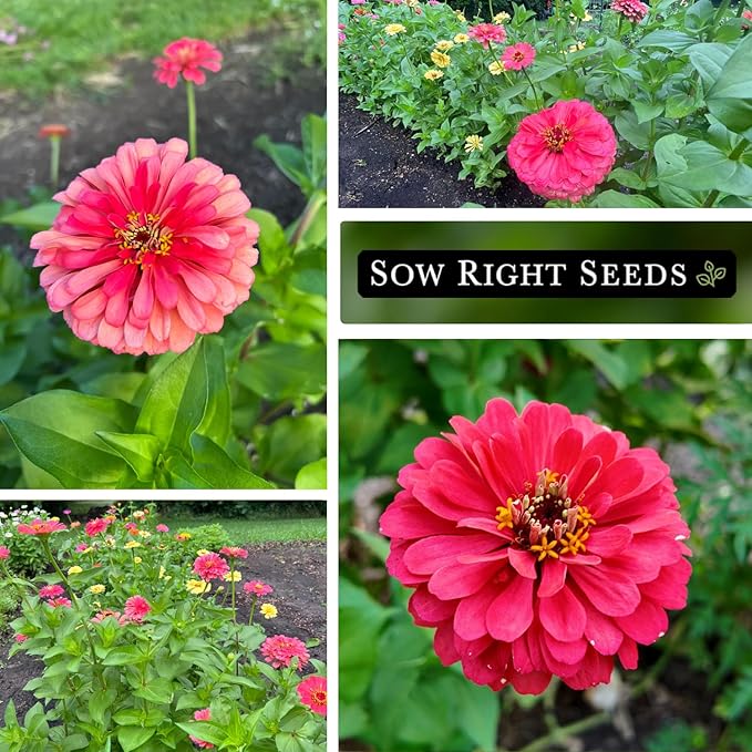 Sow Right Seeds - Zinnia Coral Flower Seeds for Planting - Beautiful Flowers to Plant in Your Garden - Non-GMO Heirloom Seeds - Vibrant Colored Variety - Attract Pollinators - Giant Cut Flower (1)