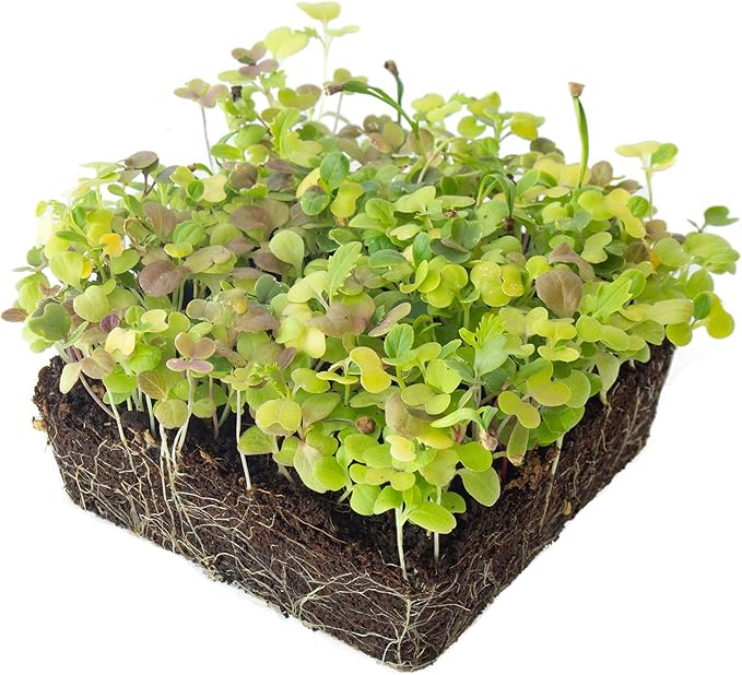 Mesclun Baby Greens Seeds Mix - 1 Lb ~400,000 Seeds - A Vibrant Mix of Arugula, Spinach, Swiss Chard, Endive, Kale, Mustard, and Lettuce Seed for Planting