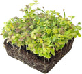 Mesclun Baby Greens Seeds Mix - 1 Lb ~400,000 Seeds - A Vibrant Mix of Arugula, Spinach, Swiss Chard, Endive, Kale, Mustard, and Lettuce Seed for Planting