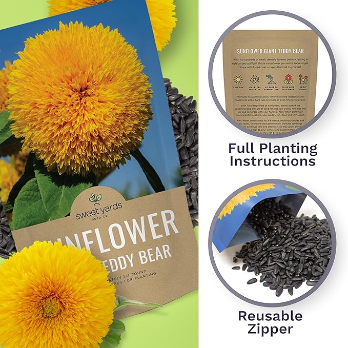 Giant Teddy Bear Sunflower Seeds - Bulk 1/4 Pound Bag - Over 5,000 Fresh Open Pollinated Non-GMO Flower Seeds - Helianthus annus - Unique Bloom Hundreds of Fluffy Yellow Petals