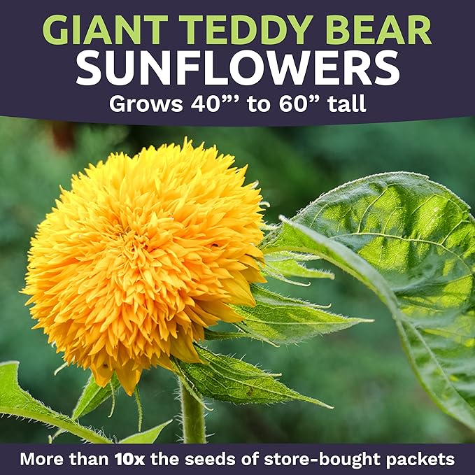 Giant Teddy Bear Sunflower Seeds - Bulk 1/4 Pound Bag - Over 5,000 Fresh Open Pollinated Non-GMO Flower Seeds - Helianthus annus - Unique Bloom Hundreds of Fluffy Yellow Petals