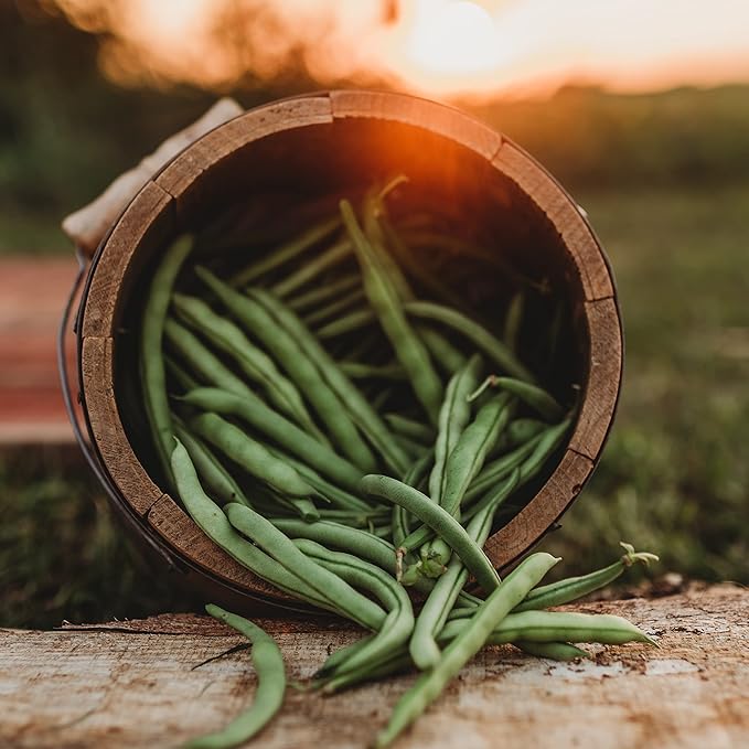 Ideal Market (Black Creaseback) Snap/Green Bean - 25 Seeds - Rare Heirloom Pole Bean Variety, Non-GMO Vegetable Seeds for Planting Outdoors in The Home Garden, Thresh Seed Company