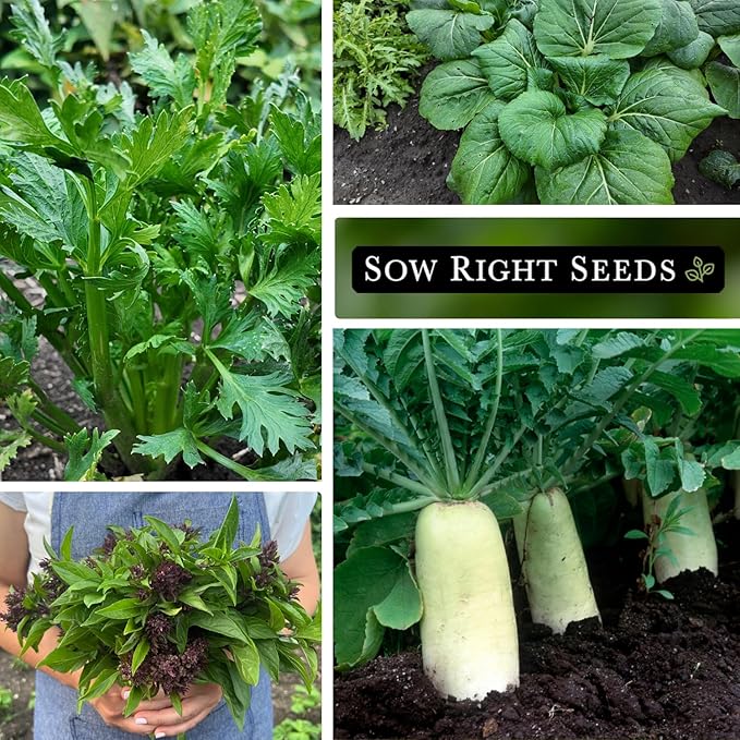 Sow Right Seeds - Asian Garden Seeds for Planting - Includes Basil, Celery, Bunching Onion, Yu Choy Sum, Eggplant, Pepper, Bok Choy, Tat SOI, Radish and Carrot - Non-GMO Heirloom Varieties