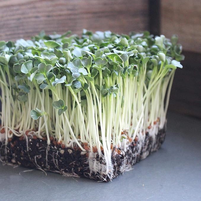 Organic Daikon Radish Sprouting Seeds - 1 Lb Seed Pouch - Non-GMO, Heirloom Garden, Sprout and Microgreen Growing Seed